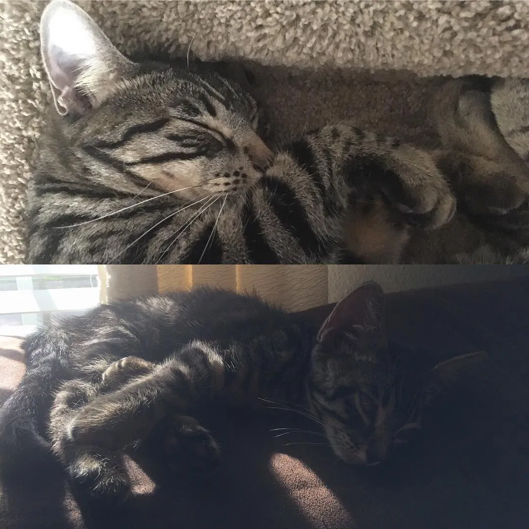 Lost cat in Orlando, FL, 32832