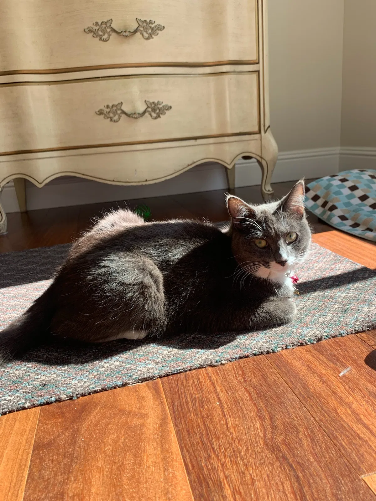 Lost cat in San Mateo, CA, 94402