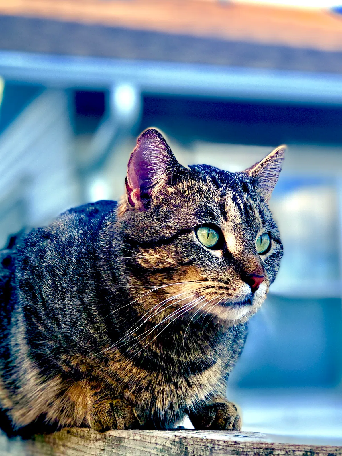 Lost cat in Goddard, KS, 67052