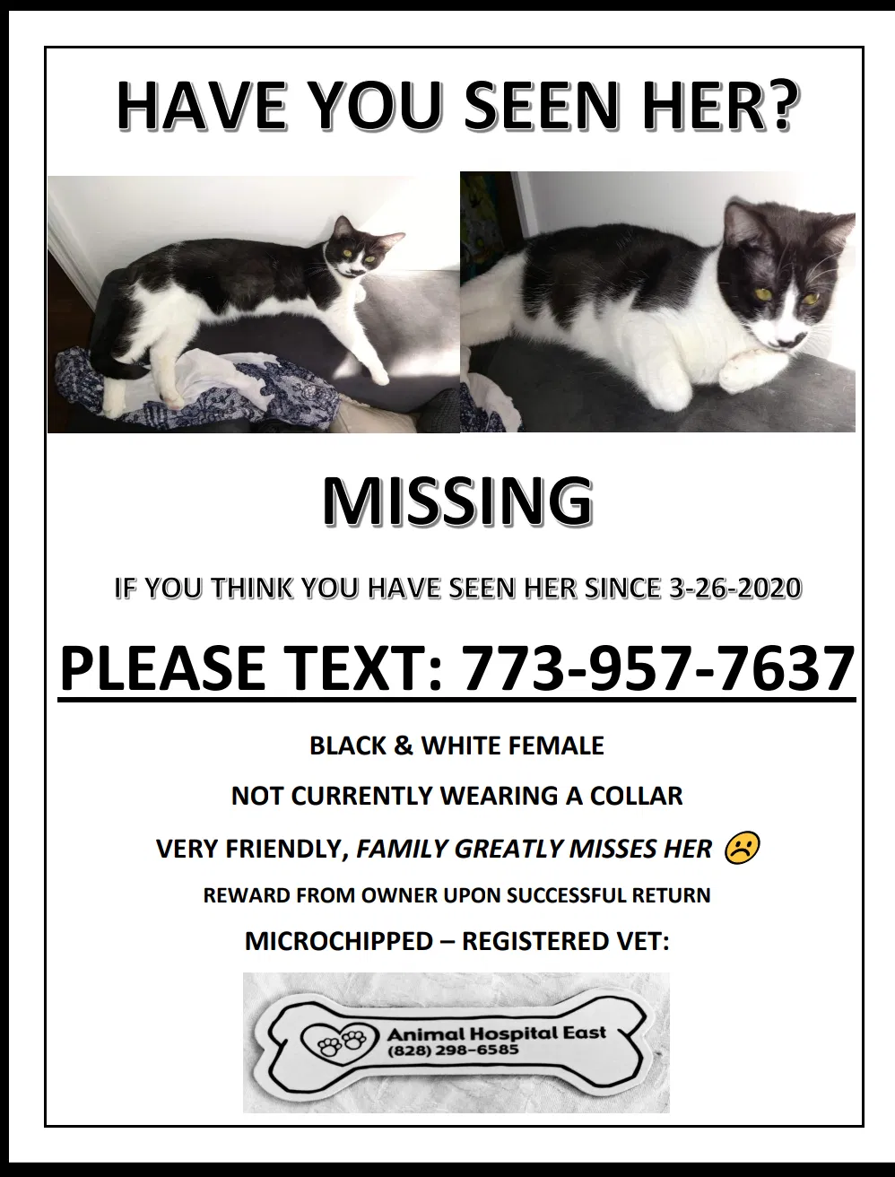 Lost cat in Black Mountain, NC, 28711