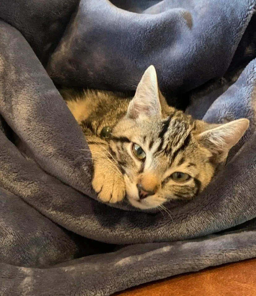 Lost cat in Stockton, CA, 95209