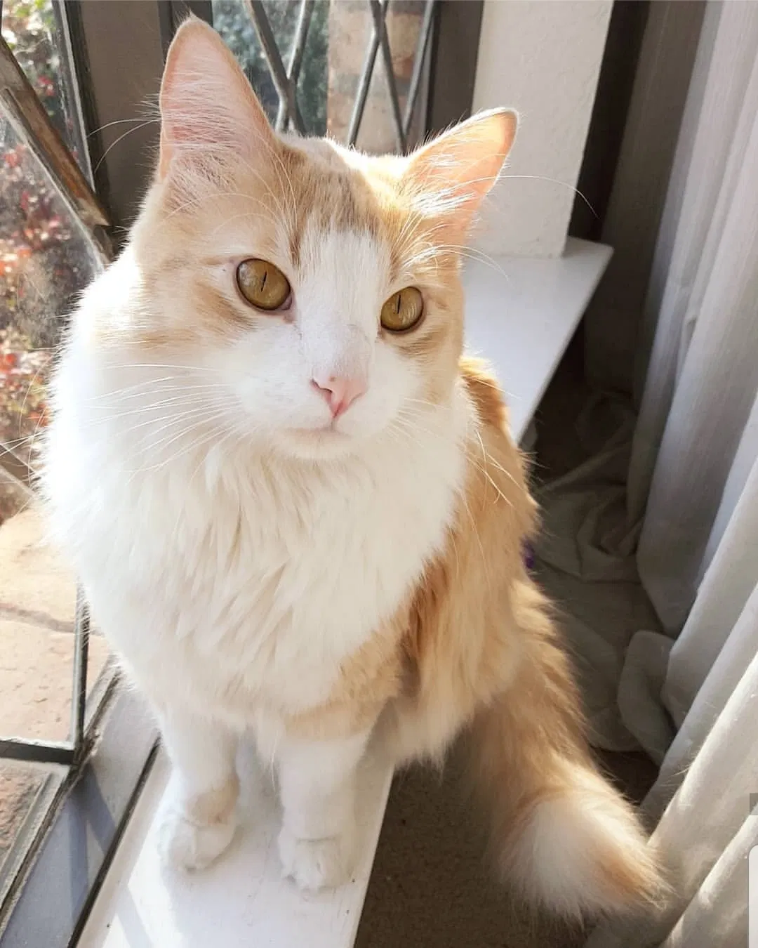 Lost cat in Grand Prairie, TX, 75050