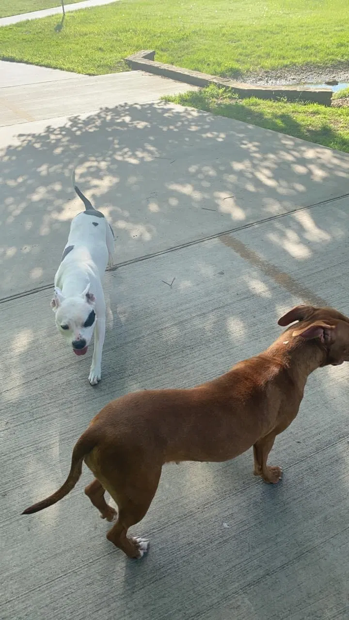 Found dog in Dallas, TX, 75233