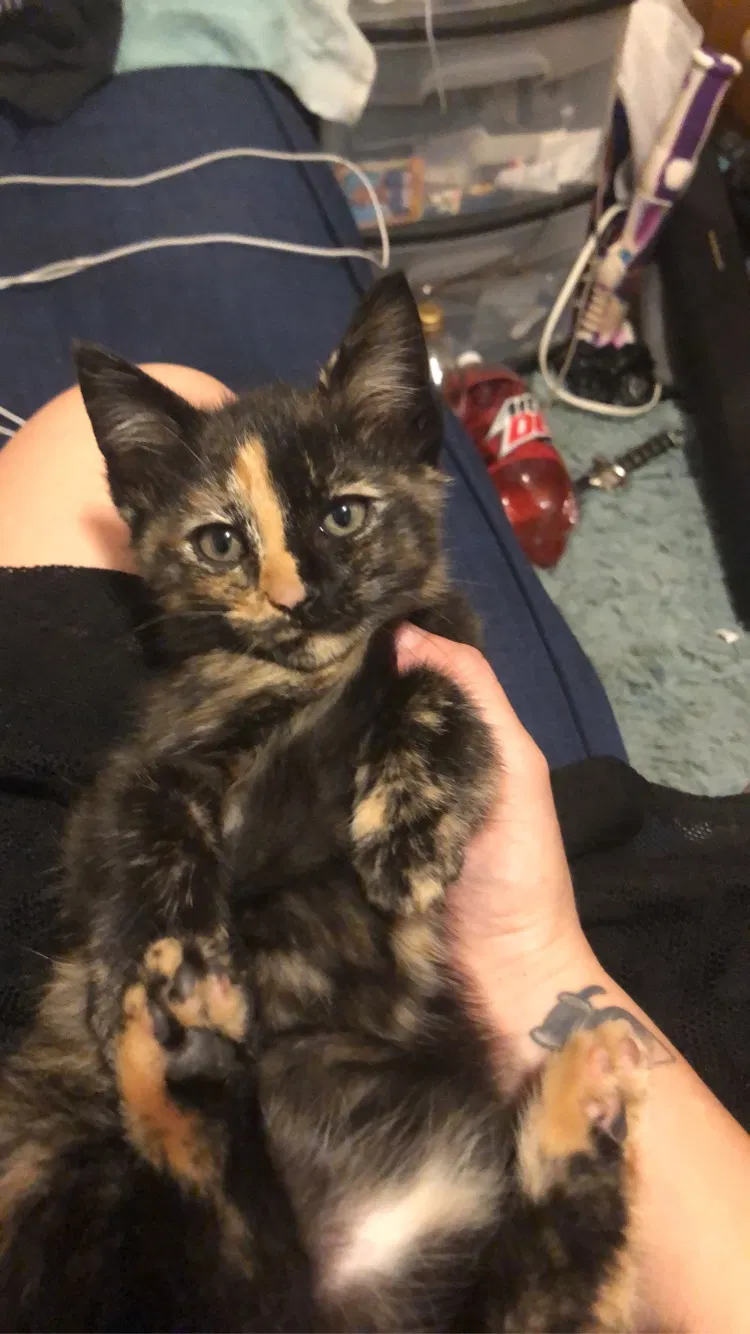 Lost cat in Leesburg, FL, 34748