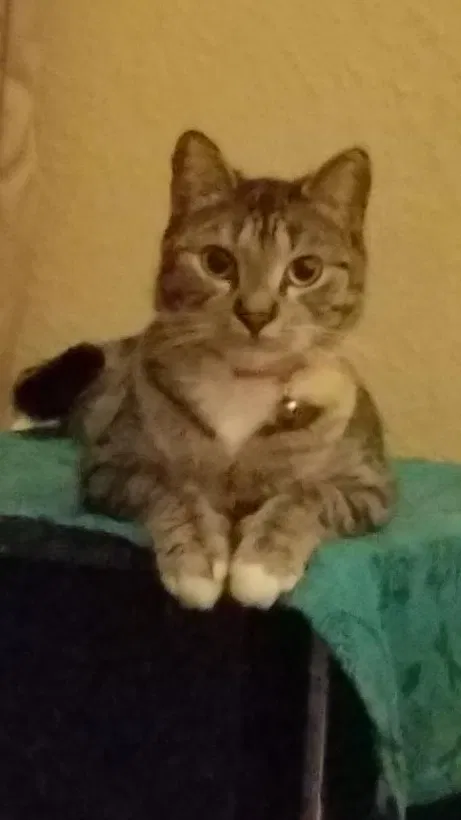 Lost cat in Dallas, TX, 75287