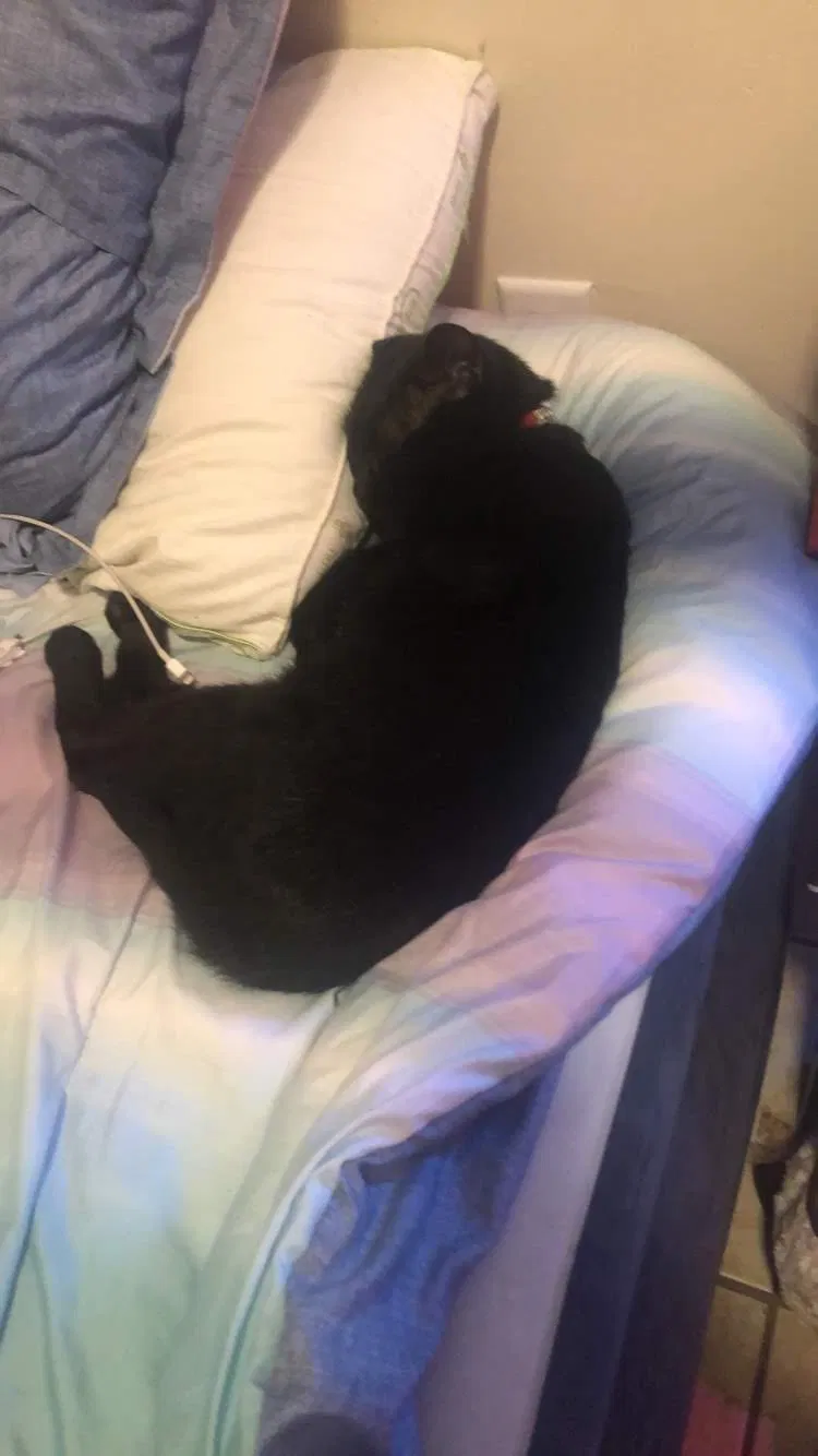 Lost cat in Leesburg, FL, 34748