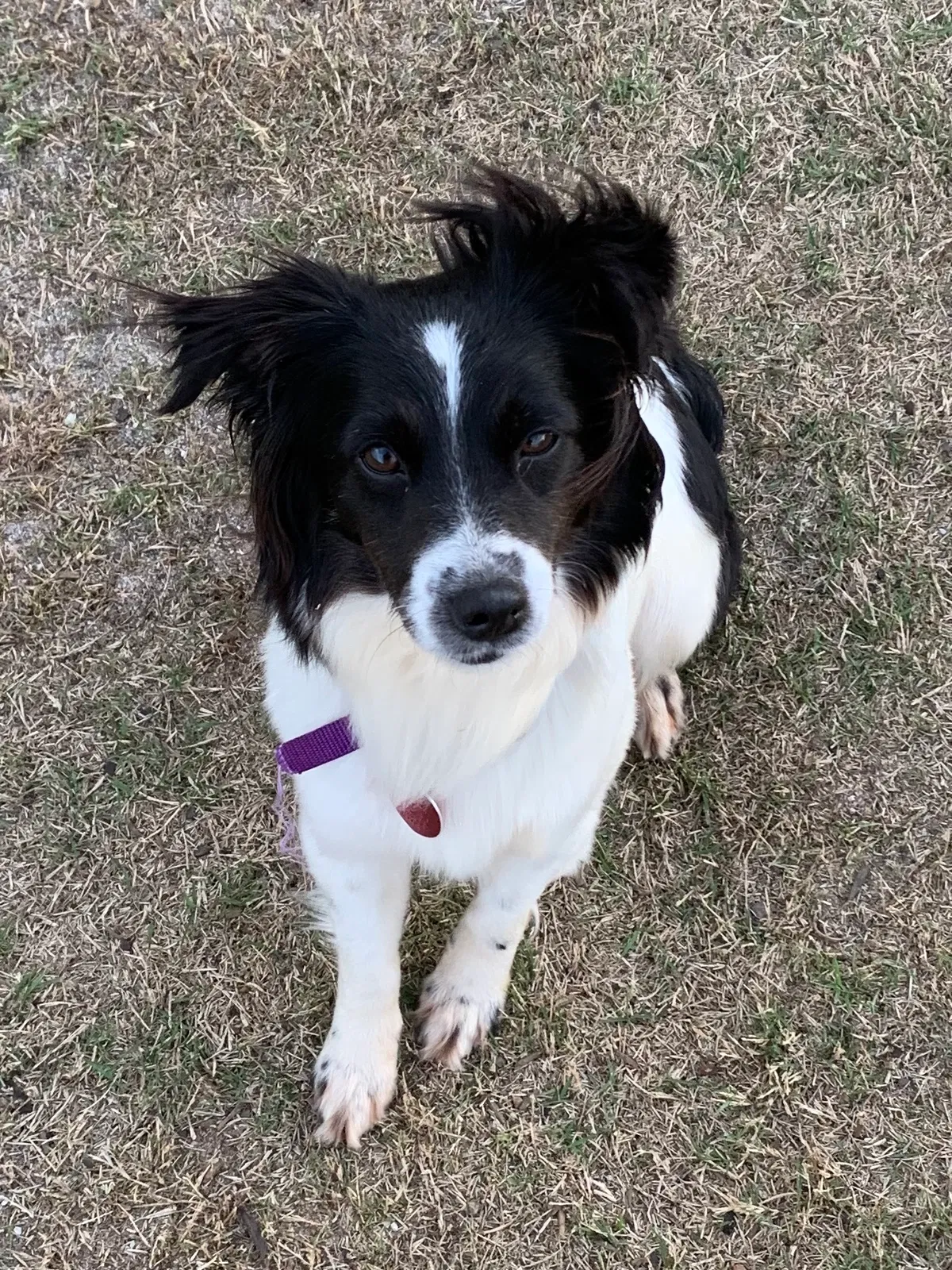 Lost dog in Greer, SC, 29651