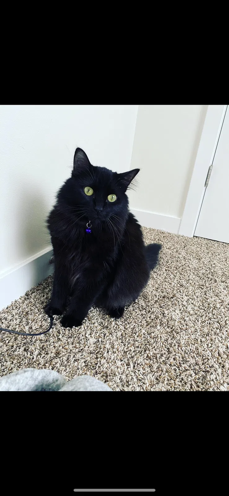 Lost cat in Seattle, WA, 98146