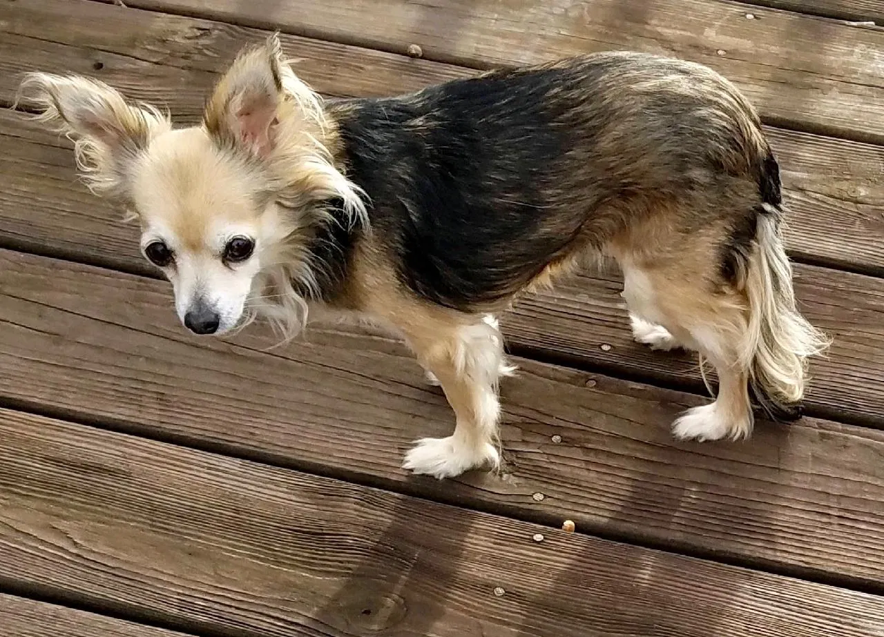 Lost dog in Piney Flats, TN, 37686