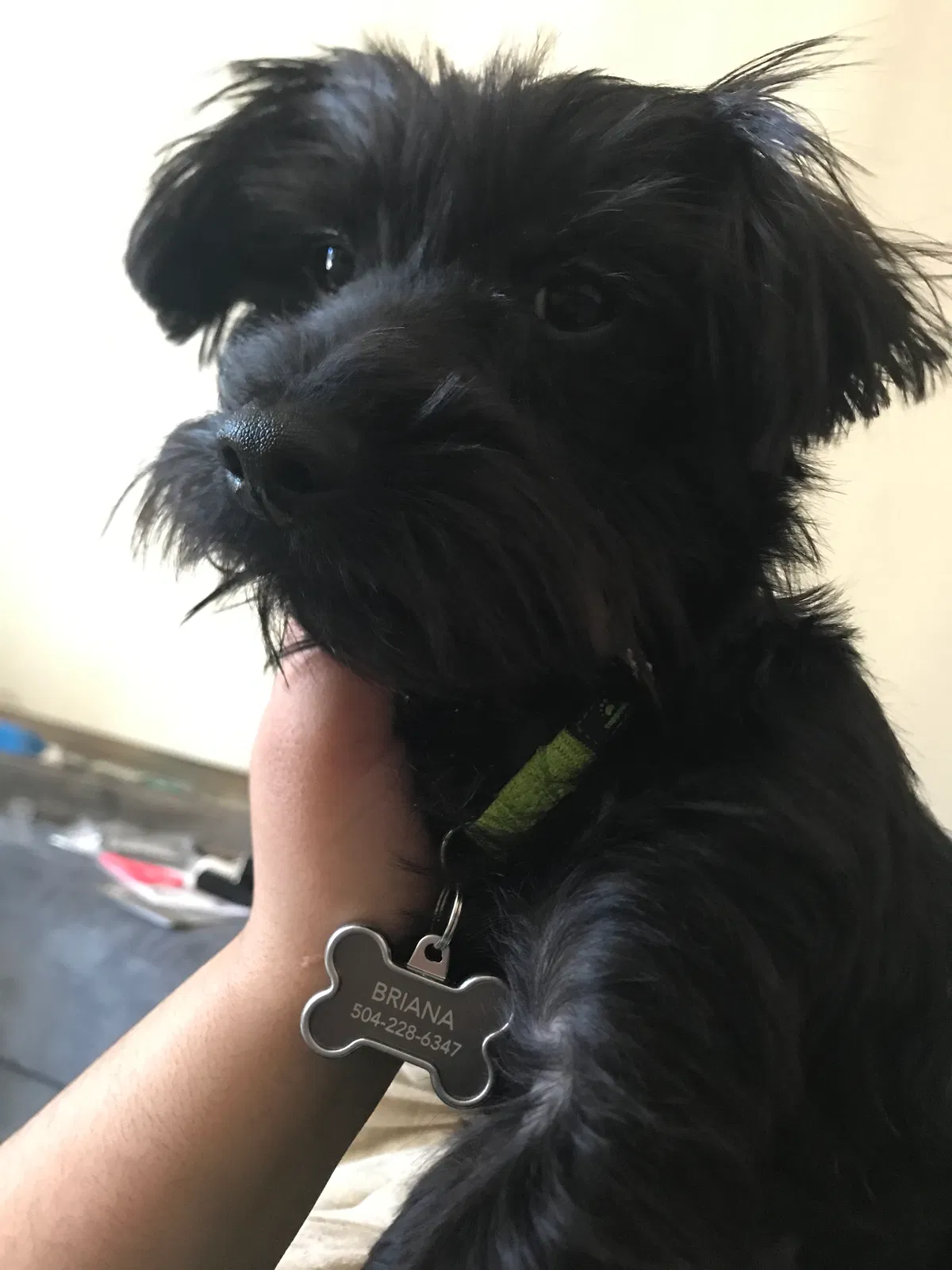 Lost dog in Shreveport, LA, 71129