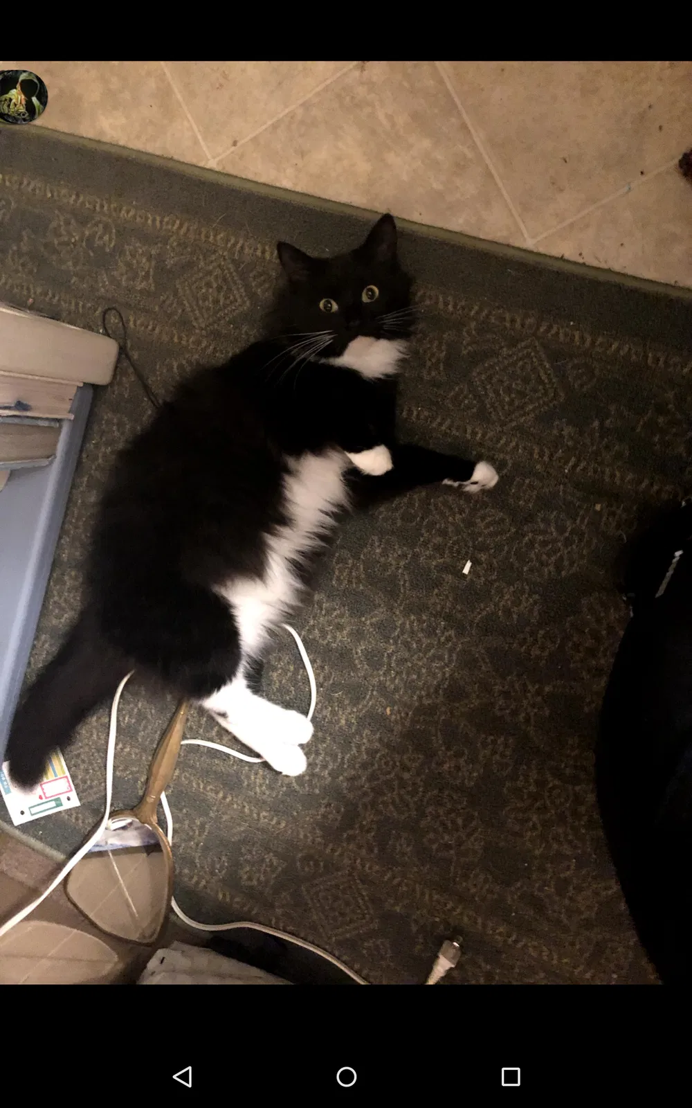 Lost cat in Rainier, OR, 97048