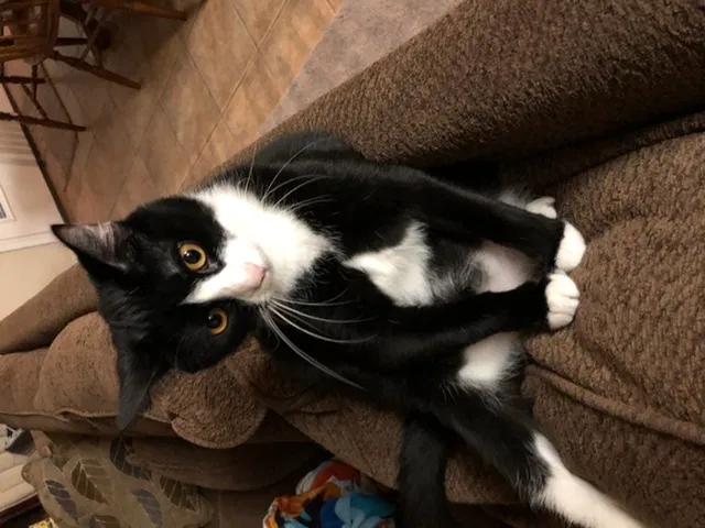 Lost cat in Pflugerville, TX, 78660