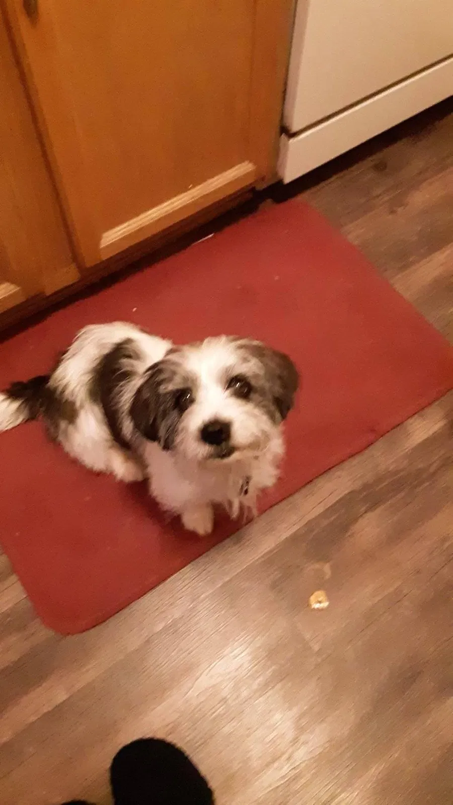 Lost dog in Champaign, IL, 61820