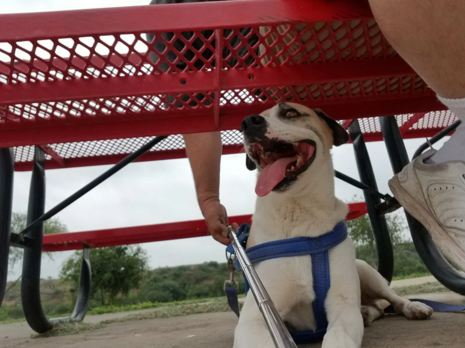 Lost dog in Laredo, TX, 78045