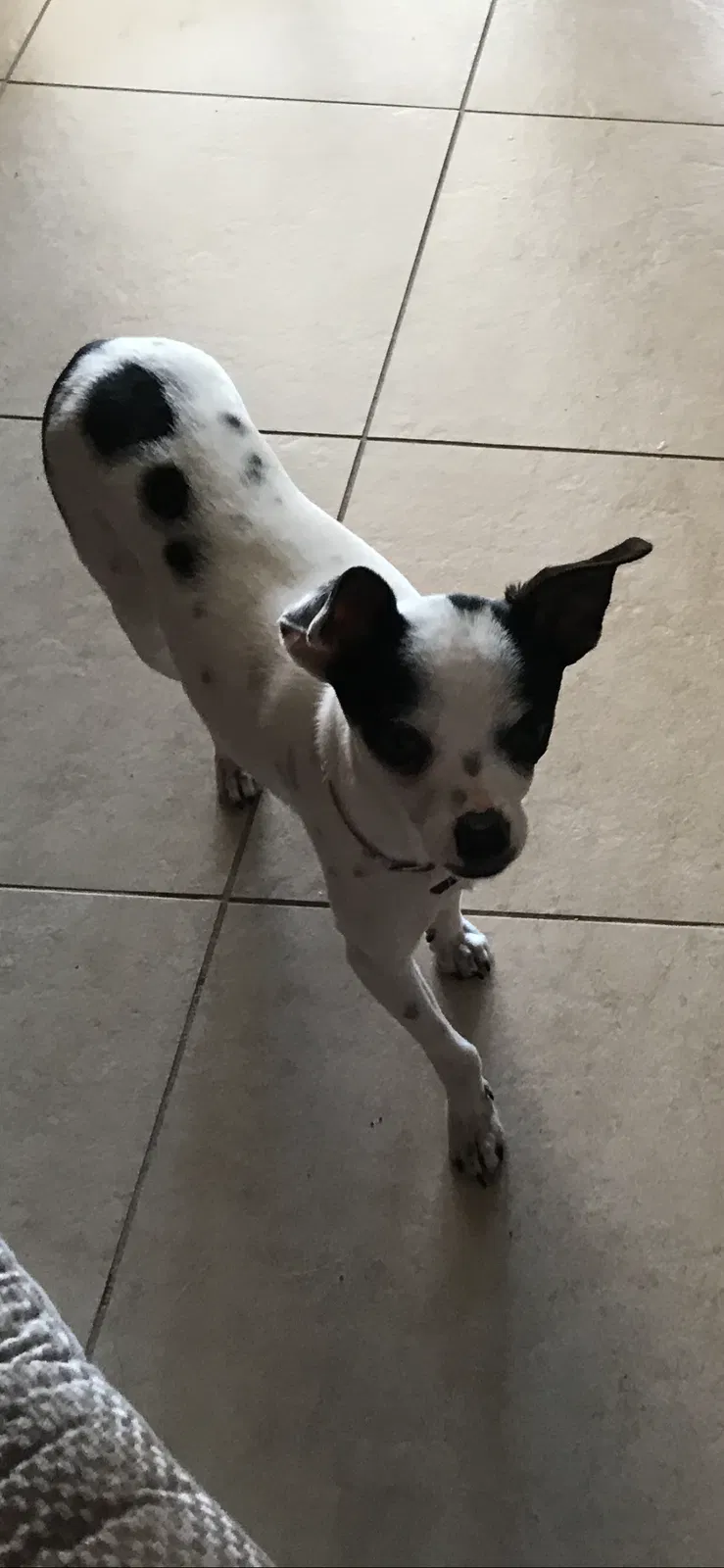 Lost dog in Modesto, CA, 95351