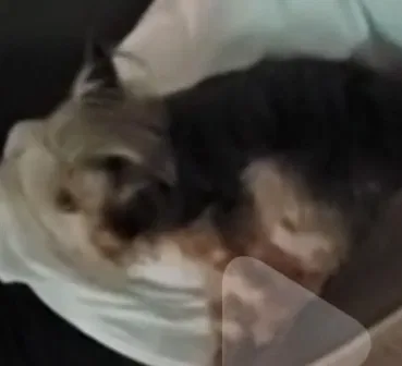 Lost dog in Stone Mountain, GA, 30088