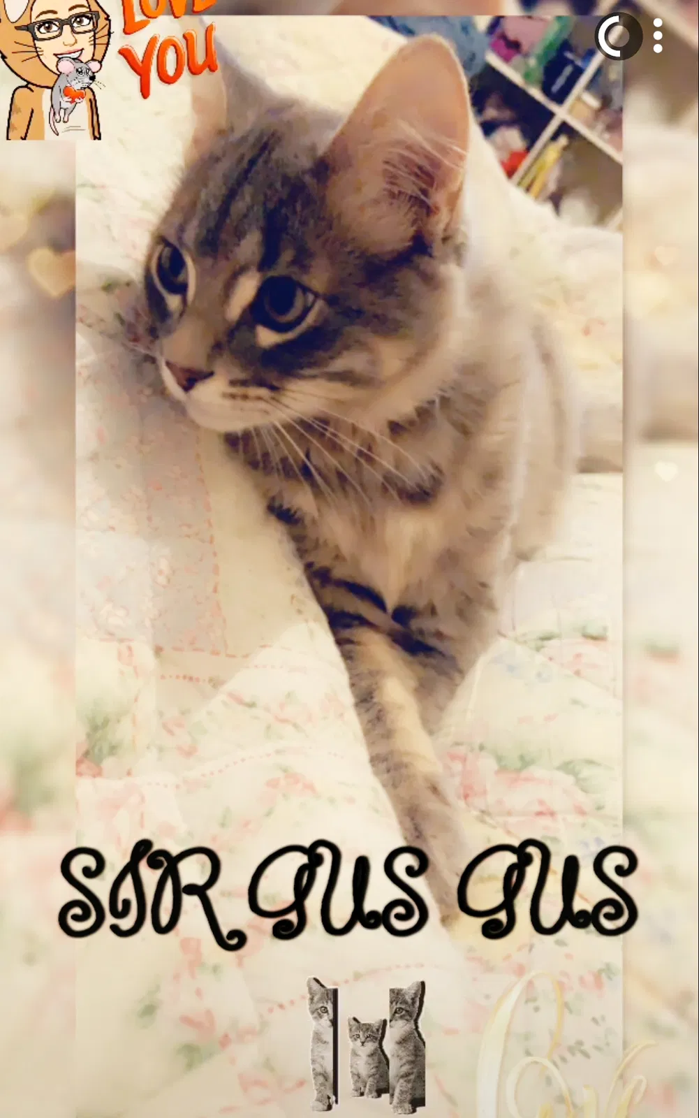 Lost cat in College Station, TX, 77840