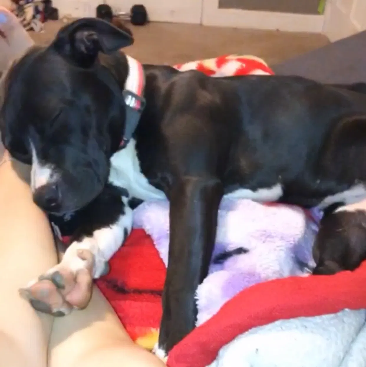 Lost dog in Camden Wyoming, DE, 19934
