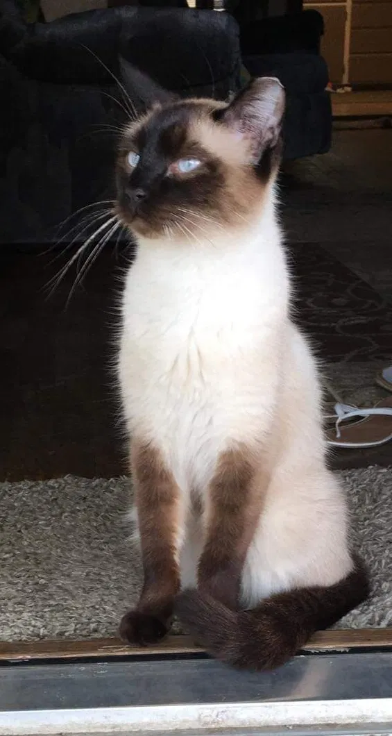 Lost cat in Topeka, KS, 66616