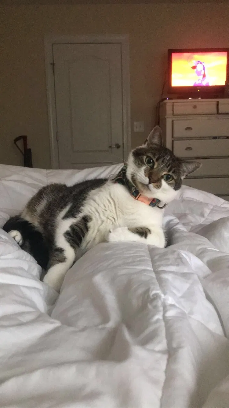 Lost cat in Myrtle Beach, SC, 29577