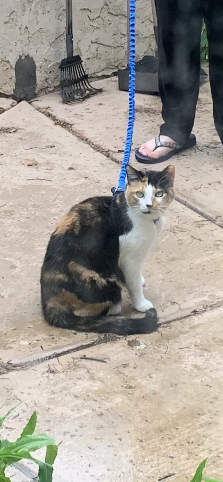 Lost cat in Gilbert, AZ, 85295