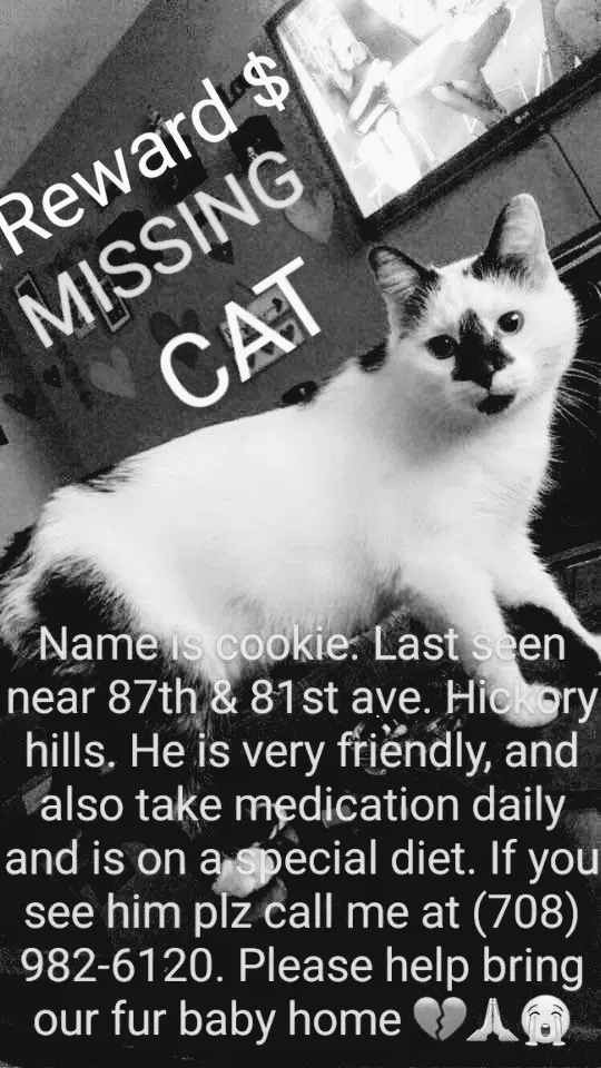 Lost cat in Hickory Hills, IL, 60457