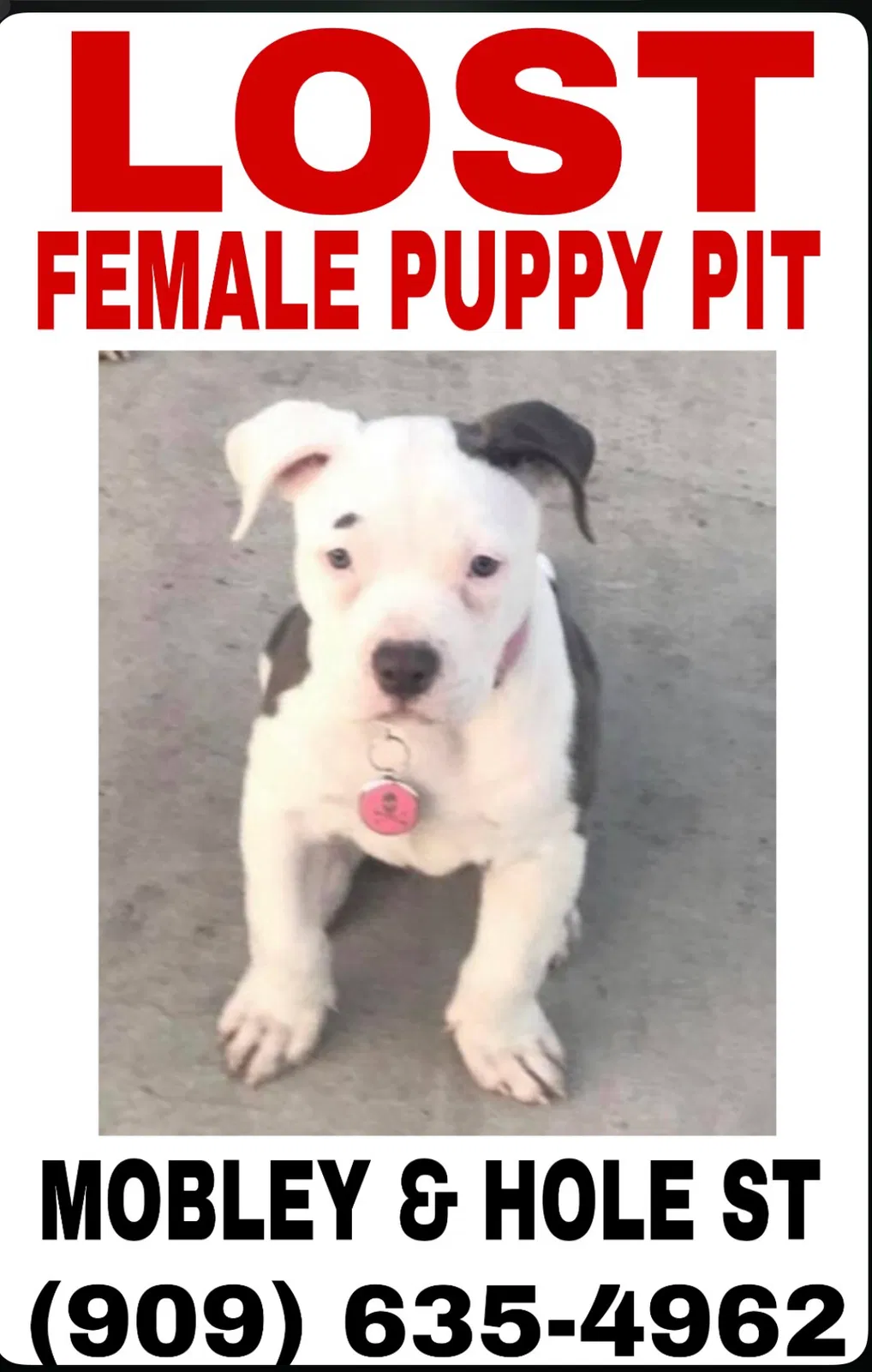 Lost dog in Riverside, CA, 92505