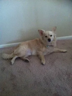 Lost dog in Fort Myers, FL, 33905
