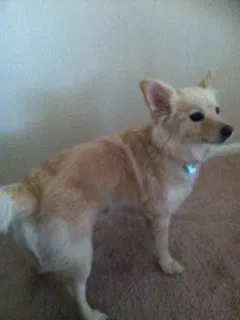 Lost dog in Fort Myers, FL, 33905