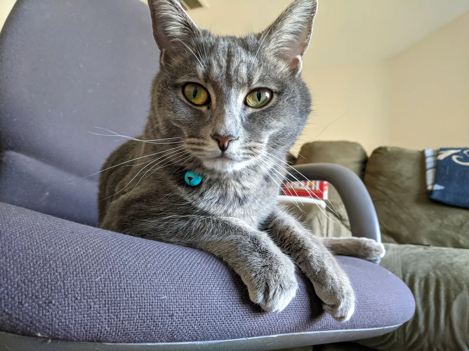 Lost cat in Huntersville, NC, 28078