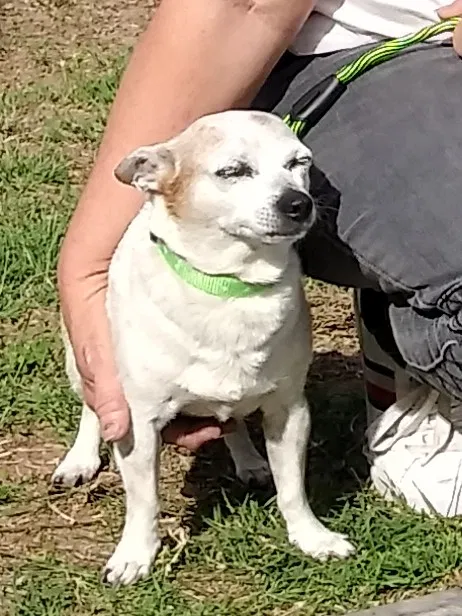 Lost dog in Peoria, AZ, 85382