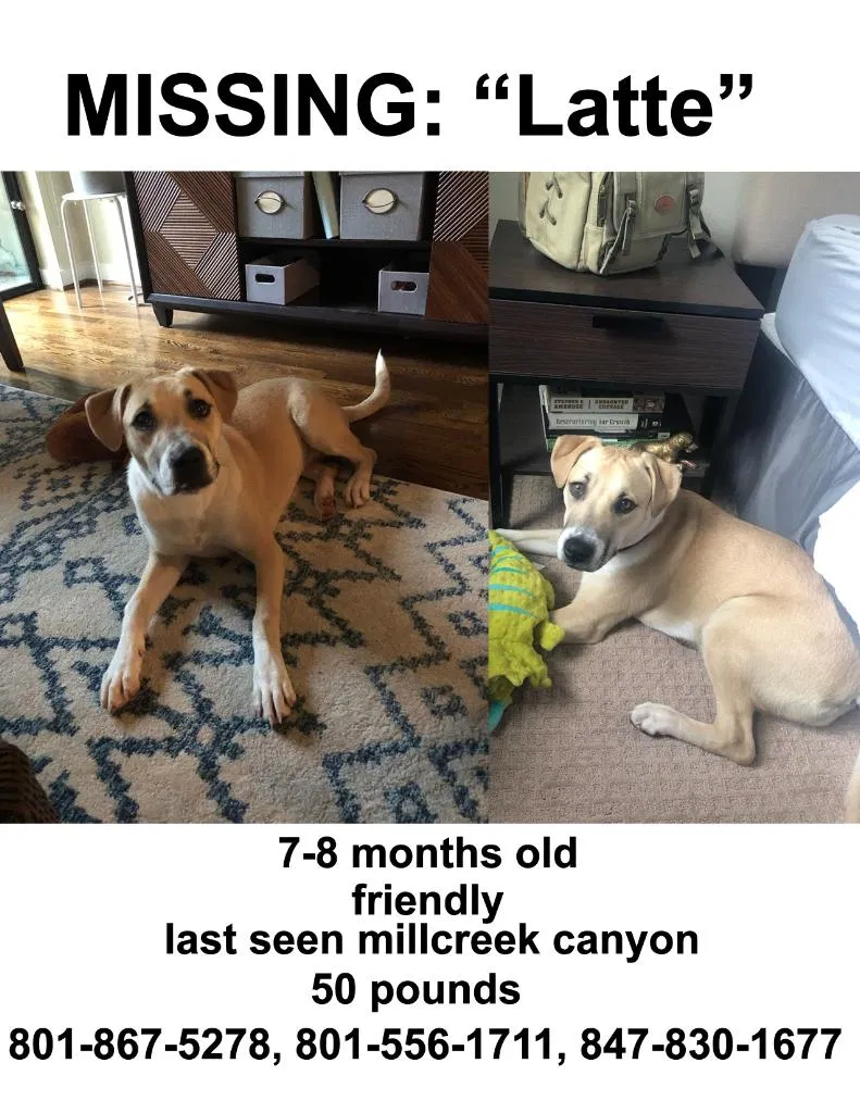 Lost dog in Salt Lake City, UT, 84124