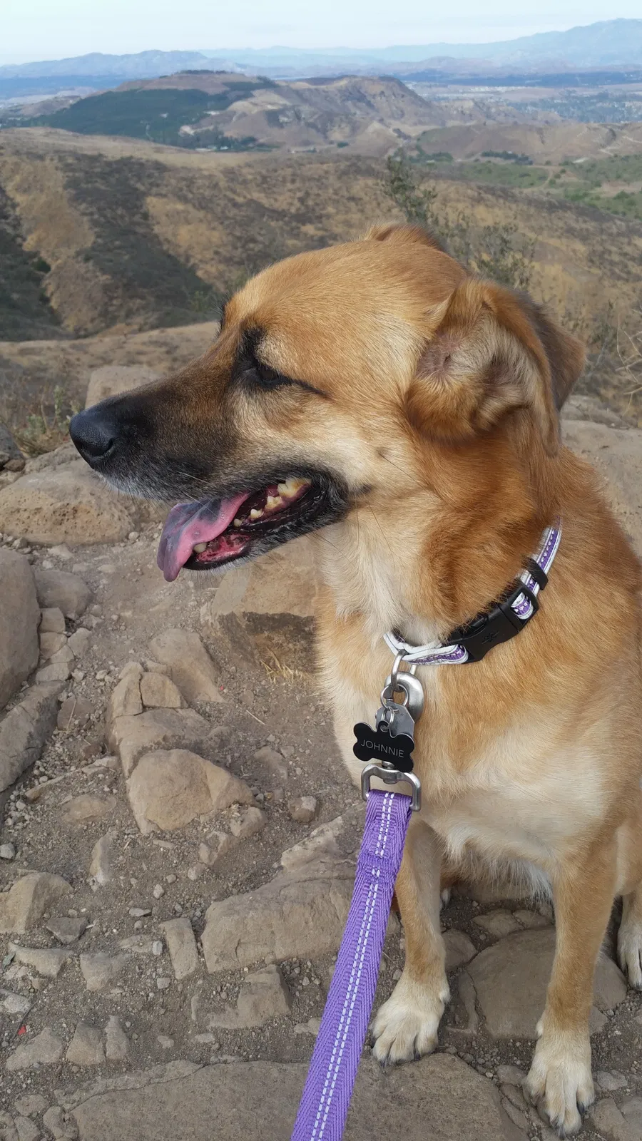 Lost dog in Simi Valley, CA, 93065