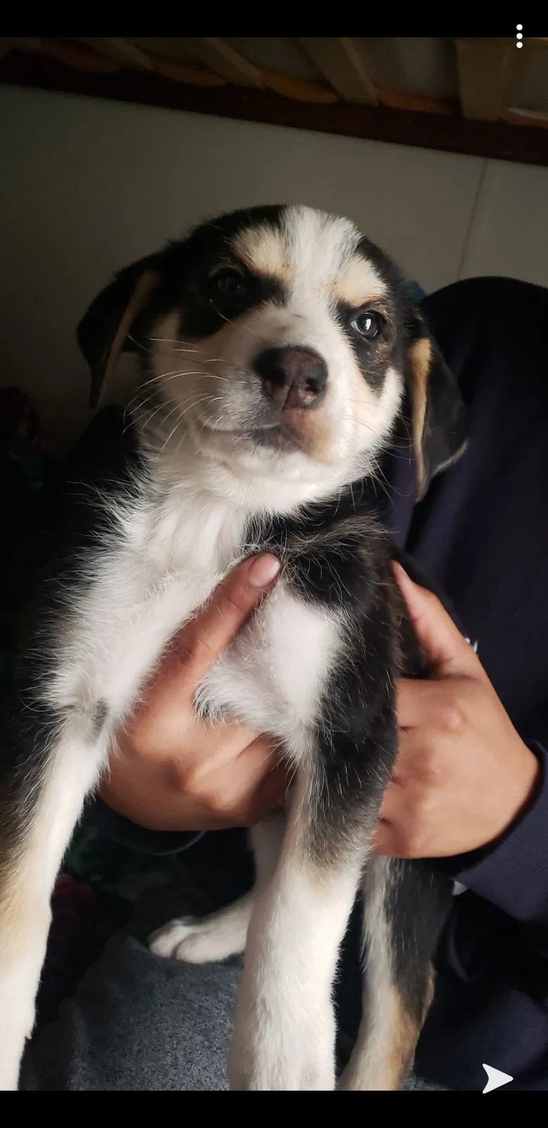 Lost dog in Santa Maria, CA, 93454