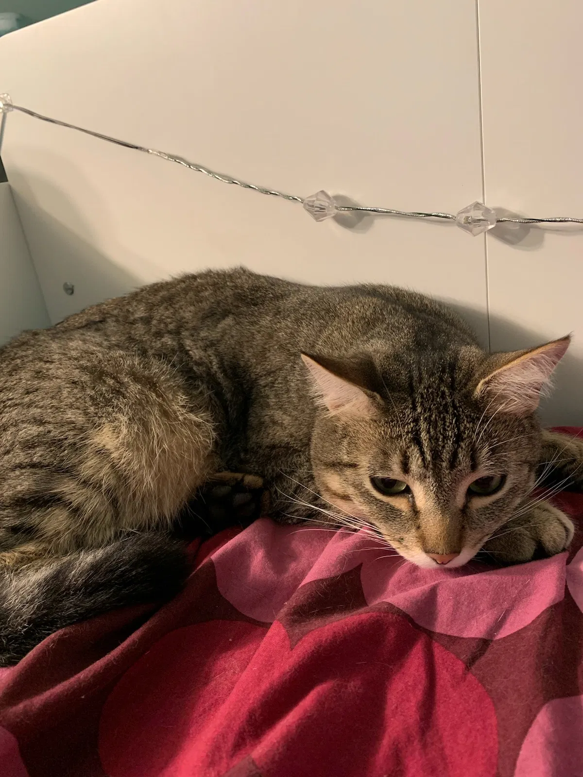 Lost cat in Poulsbo, WA, 98370