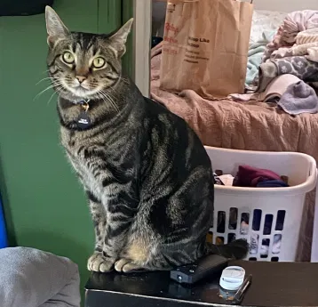 Lost cat in Manteca, CA, 95336