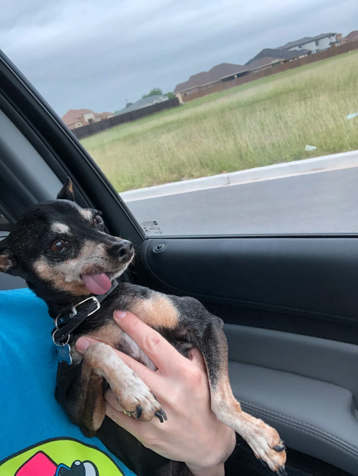 Lost dog in Edinburg, TX, 78542
