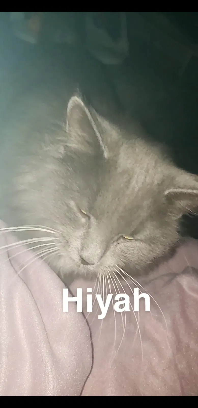Lost cat in Strongsville, OH, 44149