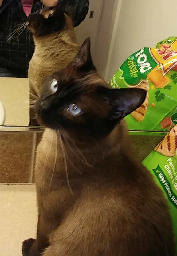 Lost cat in Salem, OR, 97305