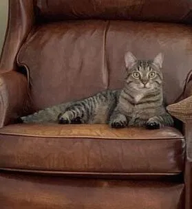 Lost cat in Littleton, CO, 80126