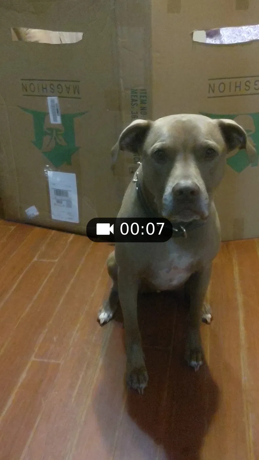 Lost dog in Oklahoma City, OK, 73160