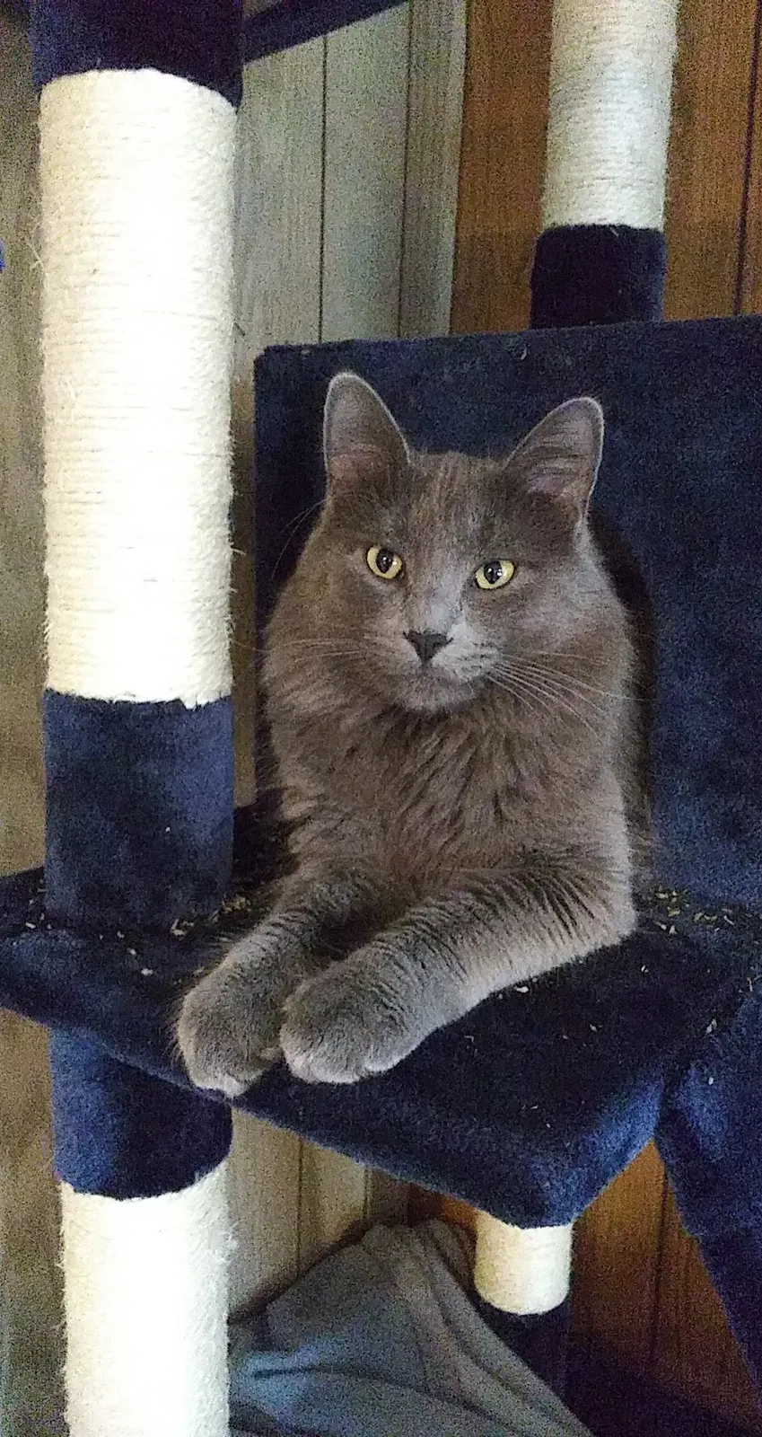 Lost cat in Eau Claire, WI, 54703