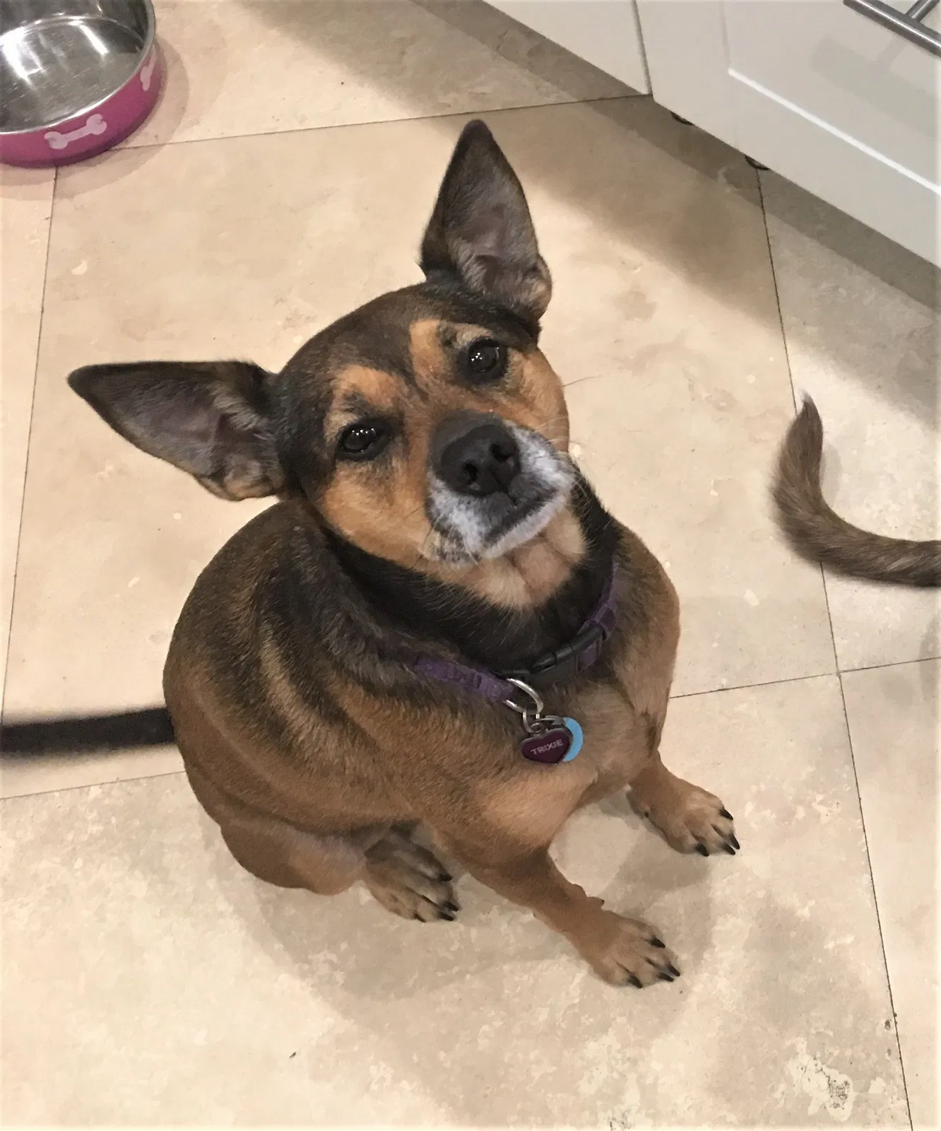 Lost dog in Fort Lauderdale, FL, 33312