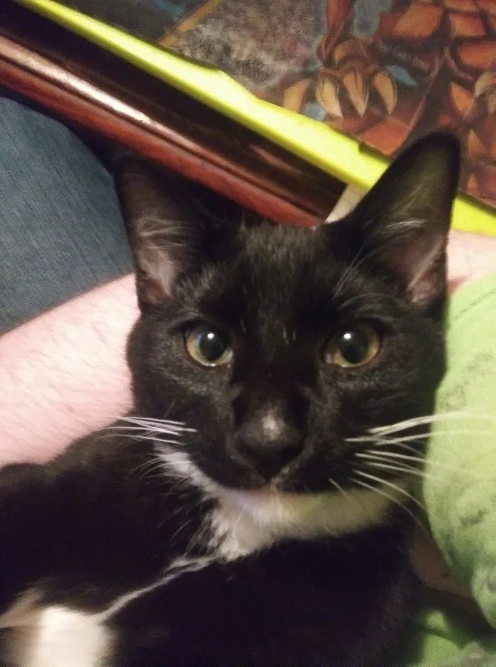 Lost cat in Rock Hill, SC, 29732