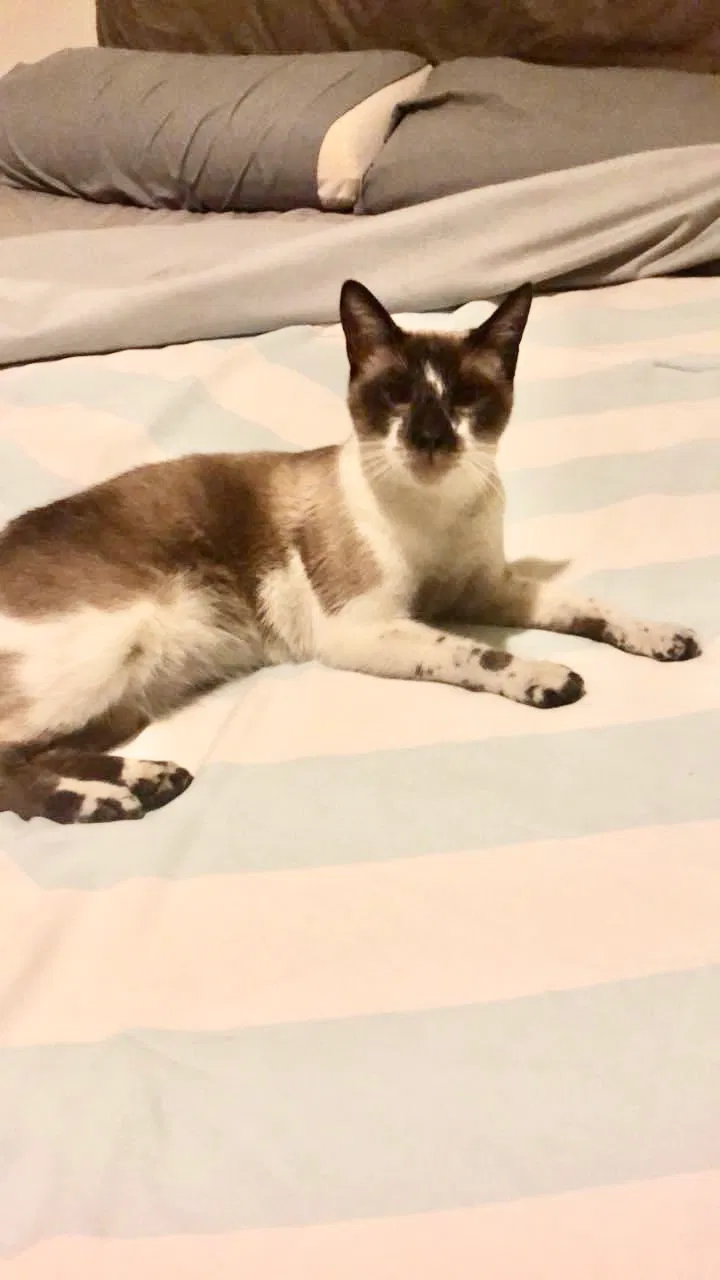 Lost cat in Tucson, AZ, 85747