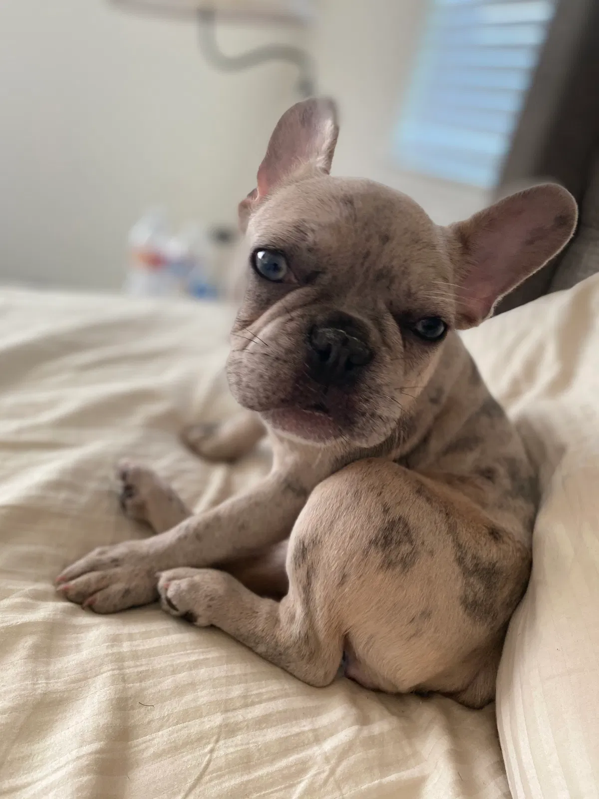 Lost dog in Los Angeles, CA, 90048