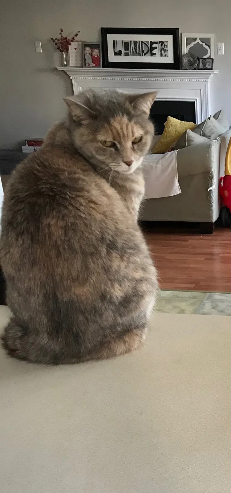 Lost cat in Henrico, VA, 23233