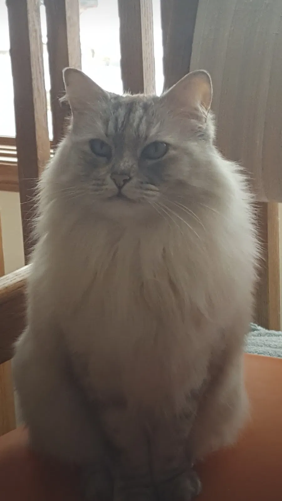 Lost cat in Broomfield, CO, 80021