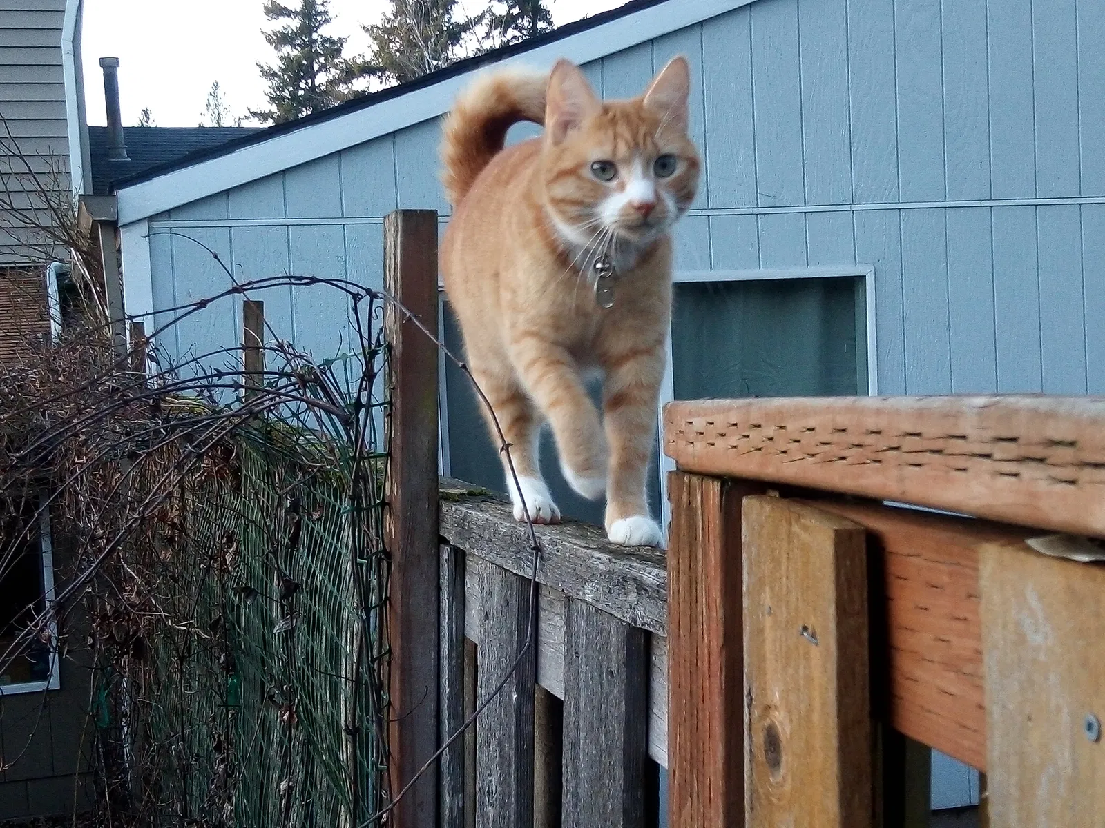 Lost cat in Gresham, OR, 97080