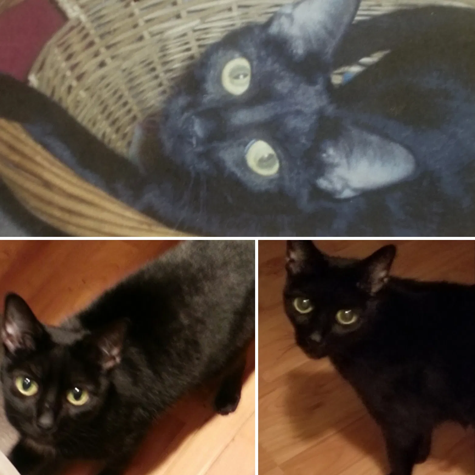 Lost cat in Mesquite, TX, 75150